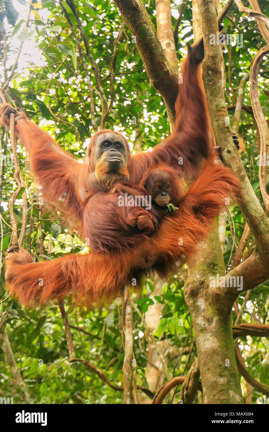 Female Sumatran orangutan with a baby hanging in the trees, Gunung Leuser National Park, Sumatra, Indonesia. Sumatran orangutan is endemic to the nort Stock Photo