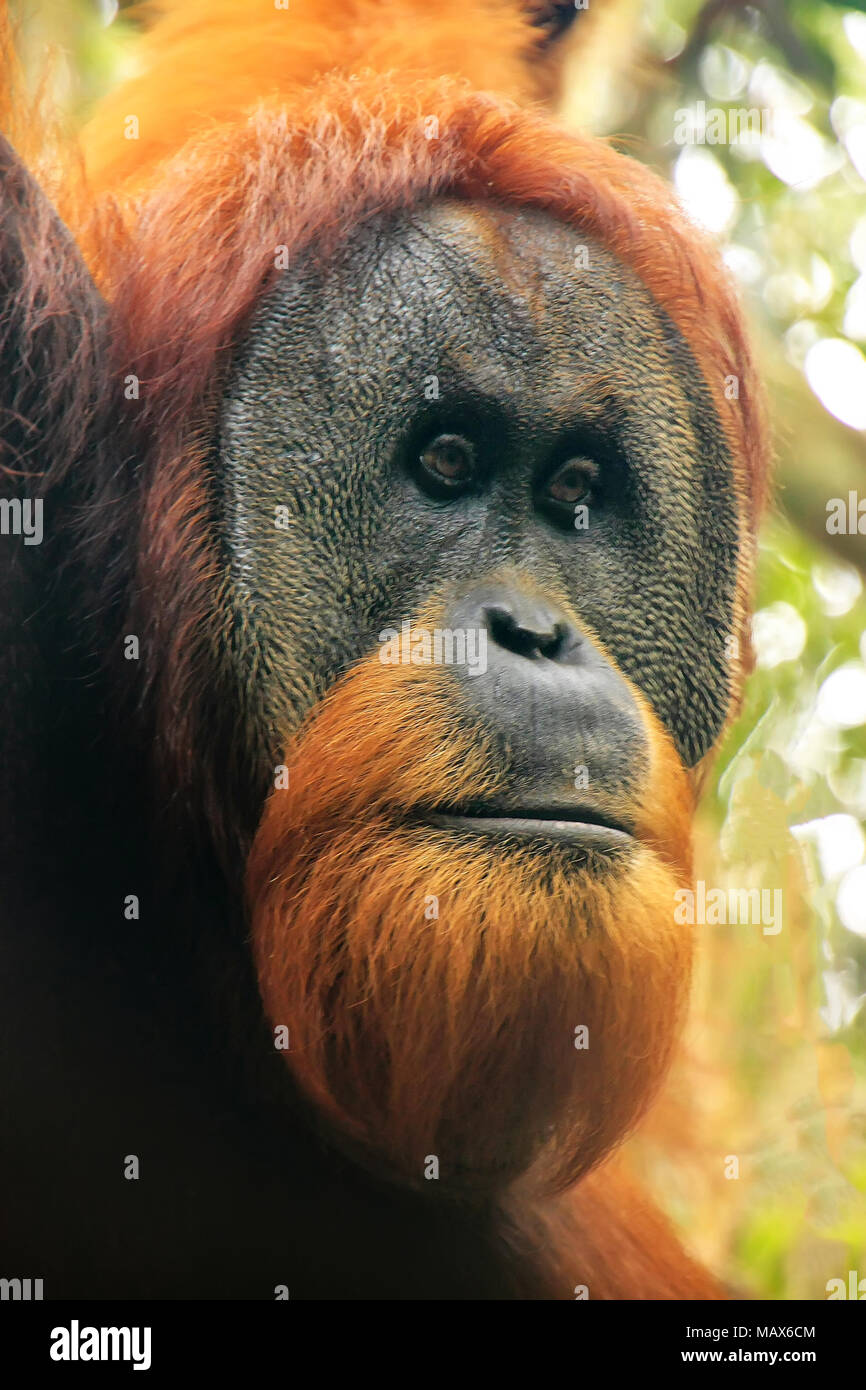 Portrait of male Sumatran orangutan (Pongo abelii) in Gunung Leuser National Park, Sumatra, Indonesia. Sumatran orangutan is endemic to the north of S Stock Photo