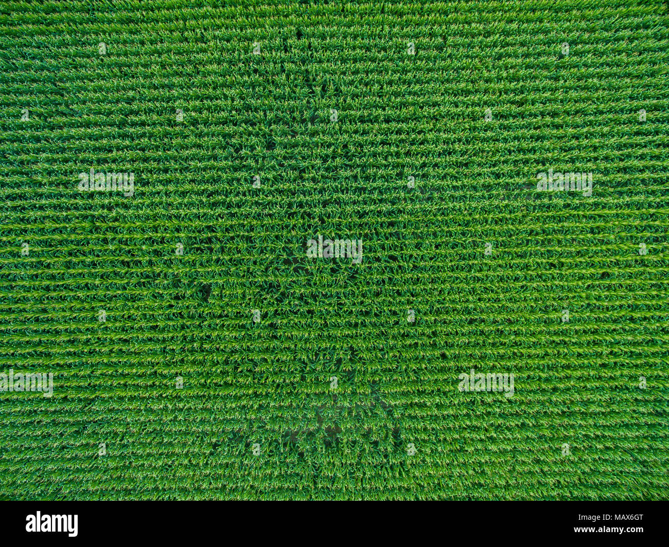 Corn field usa aerial hi-res stock photography and images - Alamy