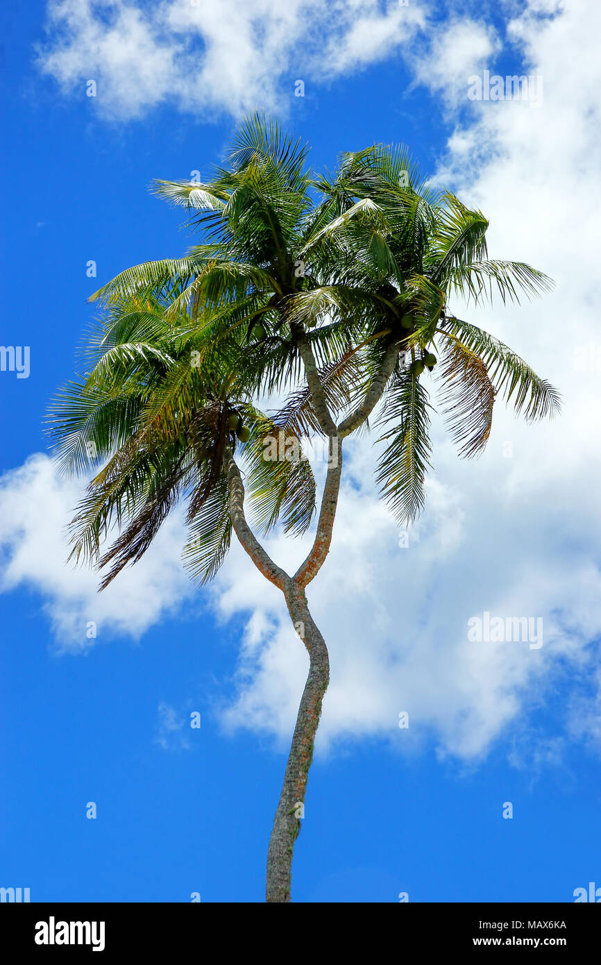 Double-headed coconut tree on Tongatapu island in Tonga. Tongatapu is the main island of the Kingdom of Tonga. Stock Photo
