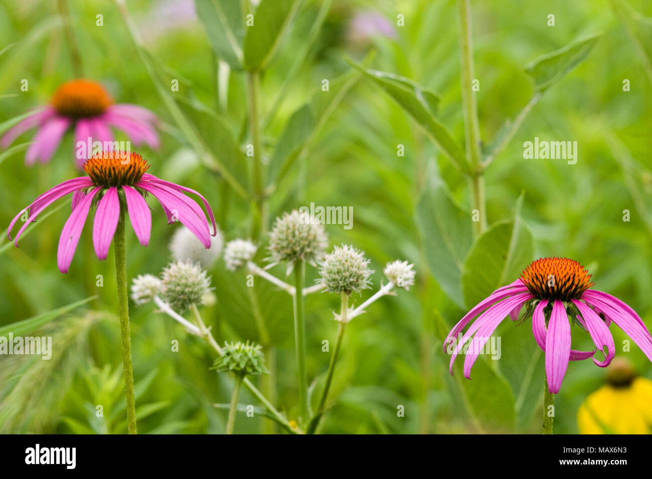 6386302405 Purple Coneflower (Echinacea purpurea) & Rattlesnake Master