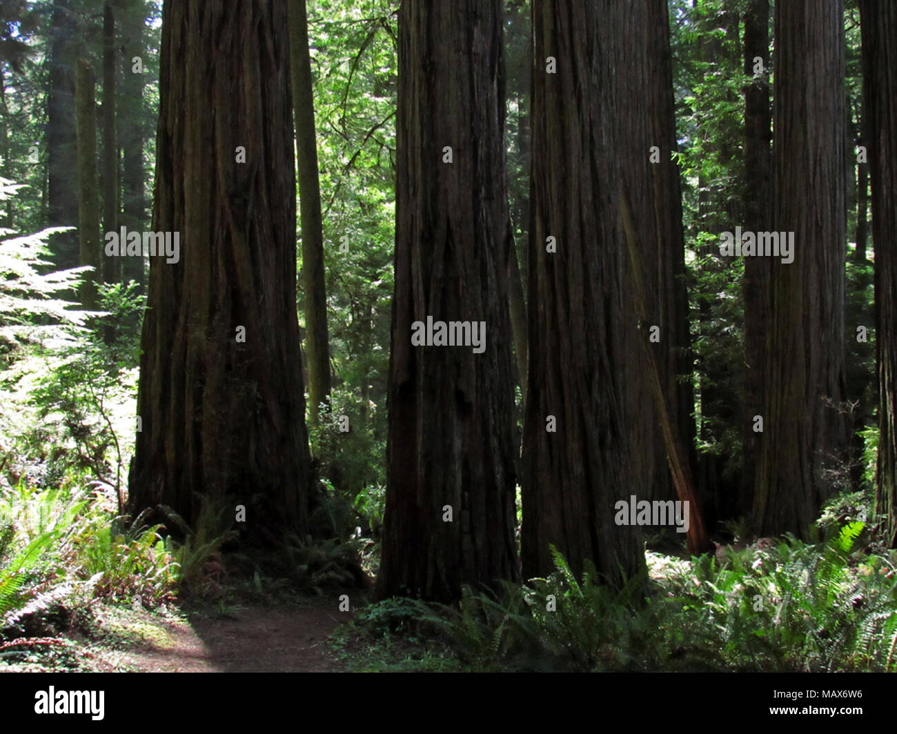 Jedediah Smith Redwoods SP in California Stock Photo
