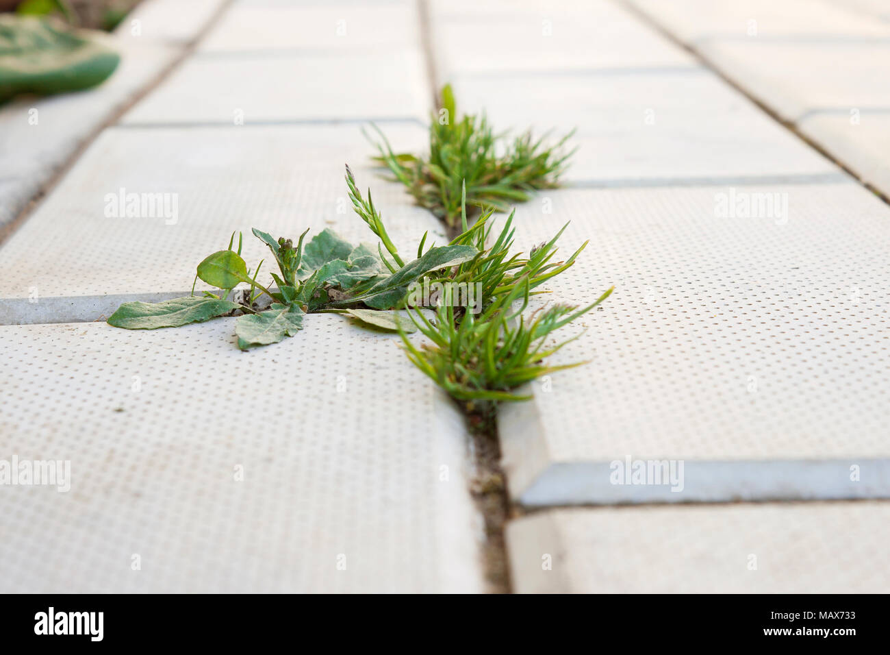 Grass grows through cracks in concrete pavement Stock Photo Alamy
