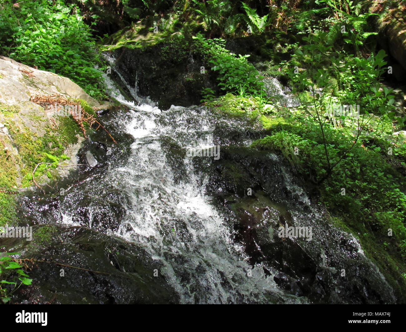 Fern Falls at Jedediah Smith Redwoods SP in California Stock Photo