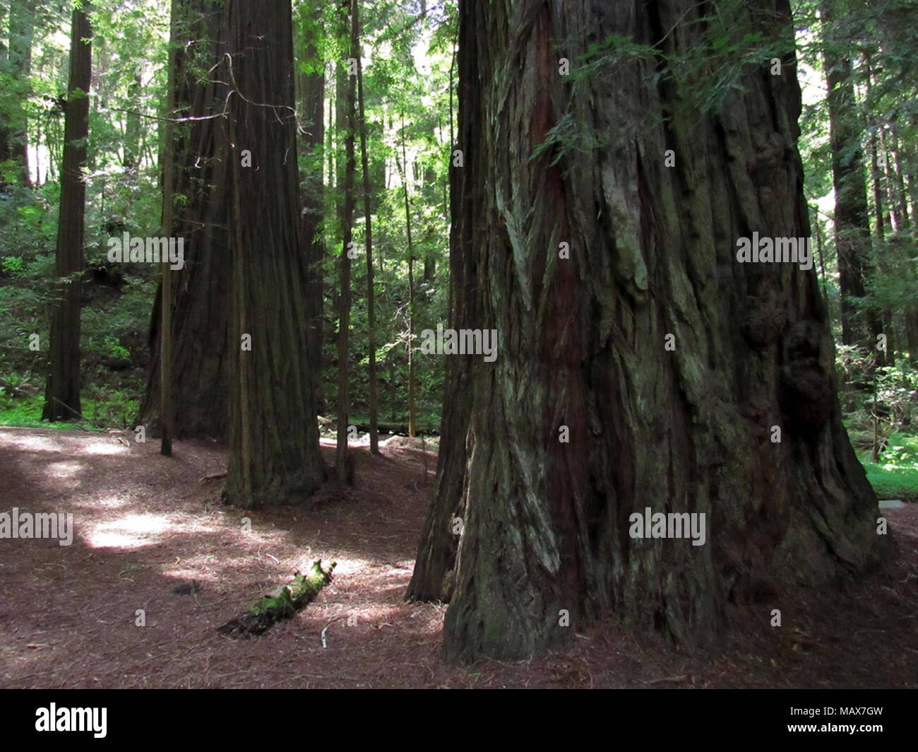 Avenue of the Giants at Redwoods in California Stock Photo