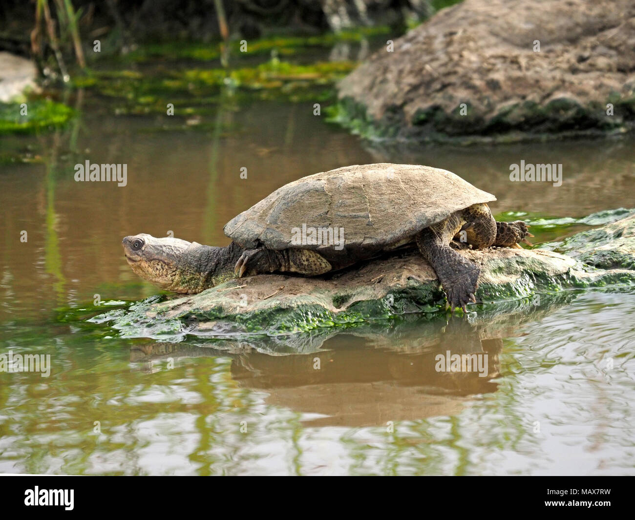 African helmeted turtle (Pelomedusa subrufa), aka Marsh Terrapin or Crocodile turtle, basking in sunshine at a waterhole in Masai Mara Kenya, Africa Stock Photo