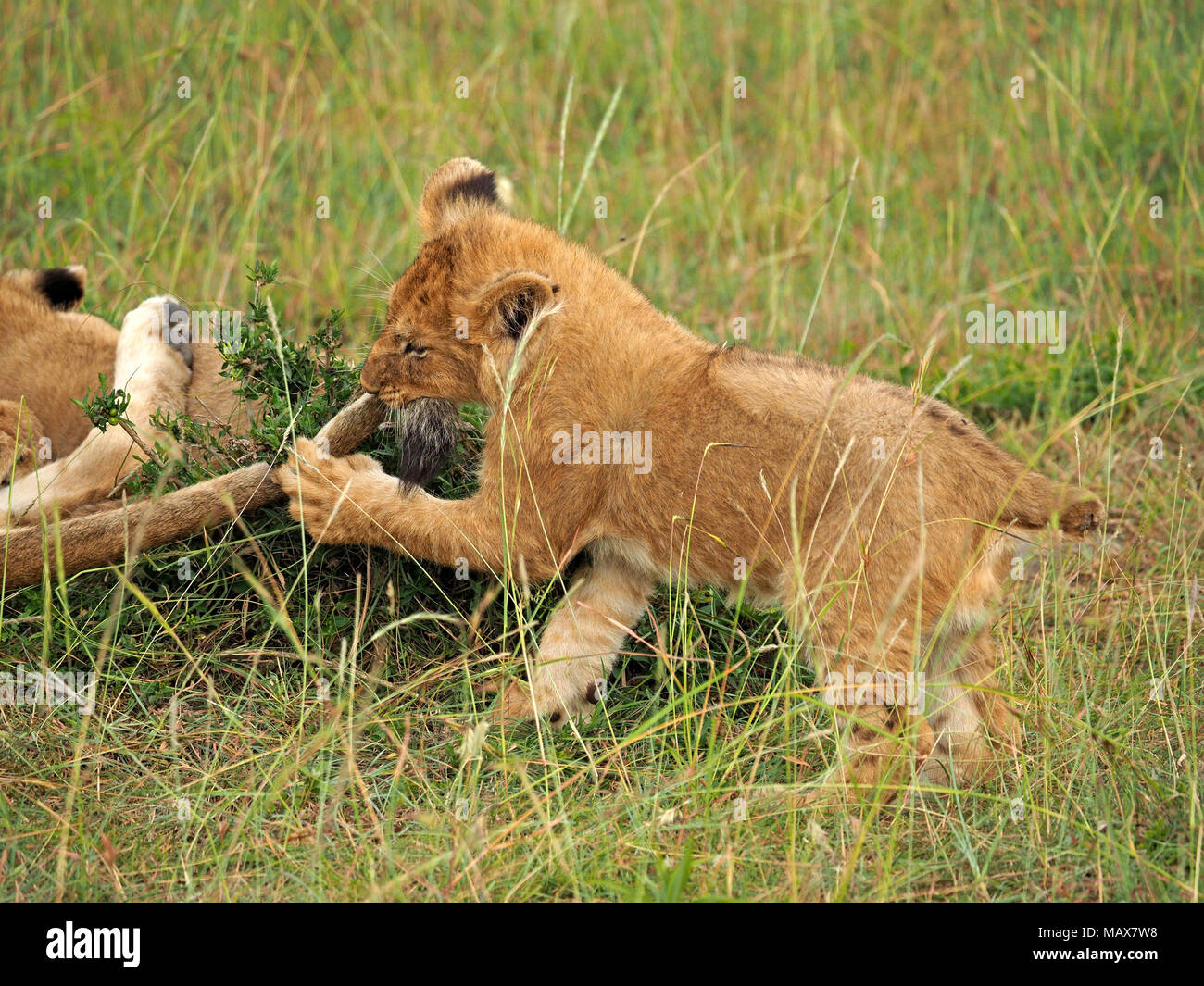 irony of small male Lion cub (Panthera leo) with no tail biting mother's tail as he plays in the grass  in Maasai Mara, Kenya, Africa Stock Photo