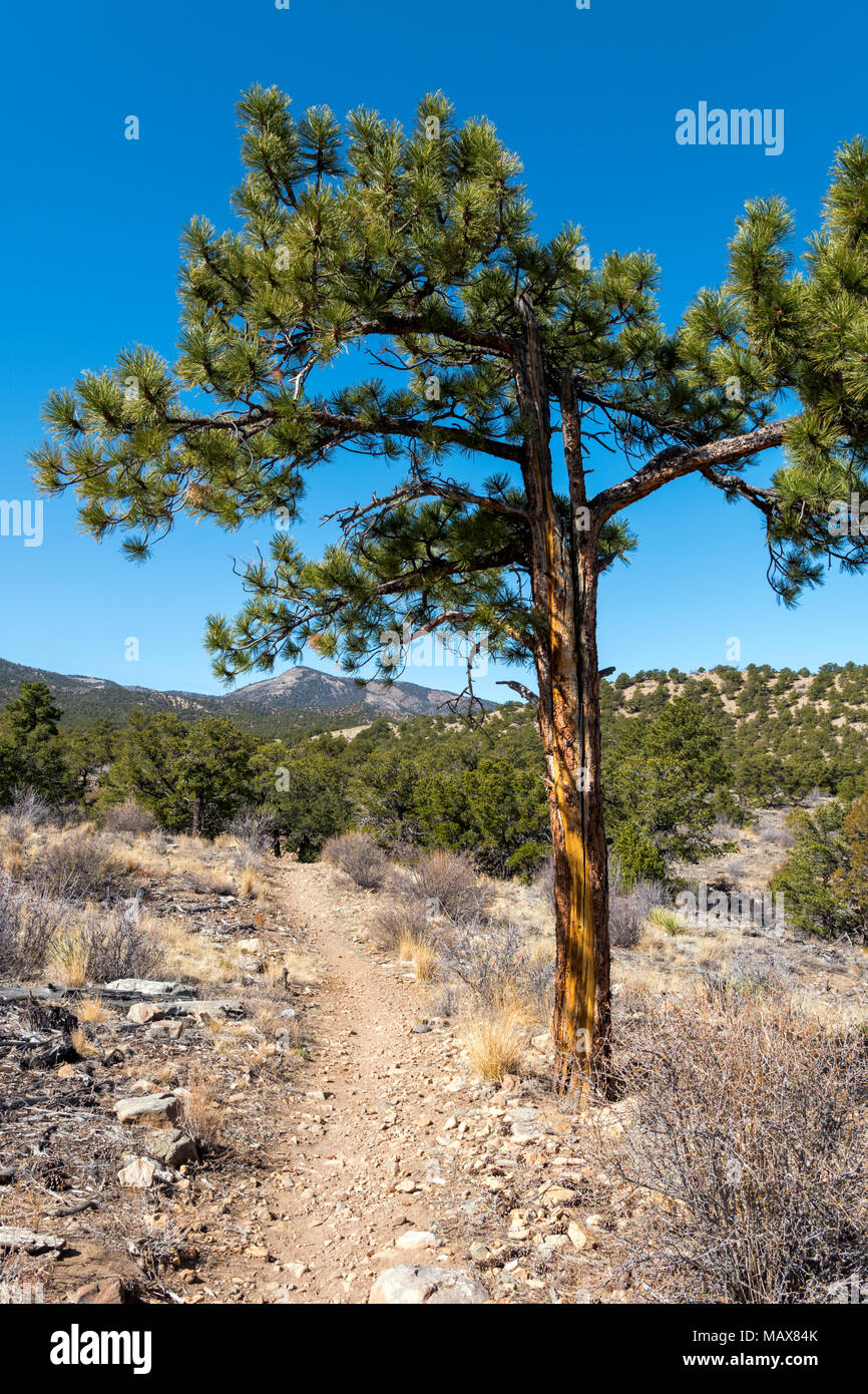 Pinus ponderosa, ponderosa pine, bull pine, blackjack pine, western yellow pine, with Rocky Mountains beyond, Little Rainbow Trail, Central Colorado,  Stock Photo