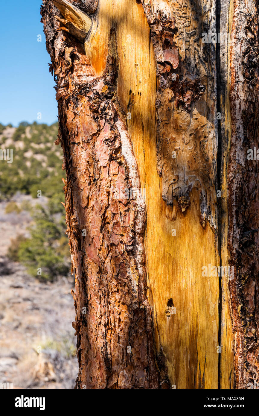 Close-up of bark; Pinus ponderosa; ponderosa pine; bull pine; blackjack pine; western yellow pine; with Rocky Mountains beyond; Little Rainbow Trail;  Stock Photo