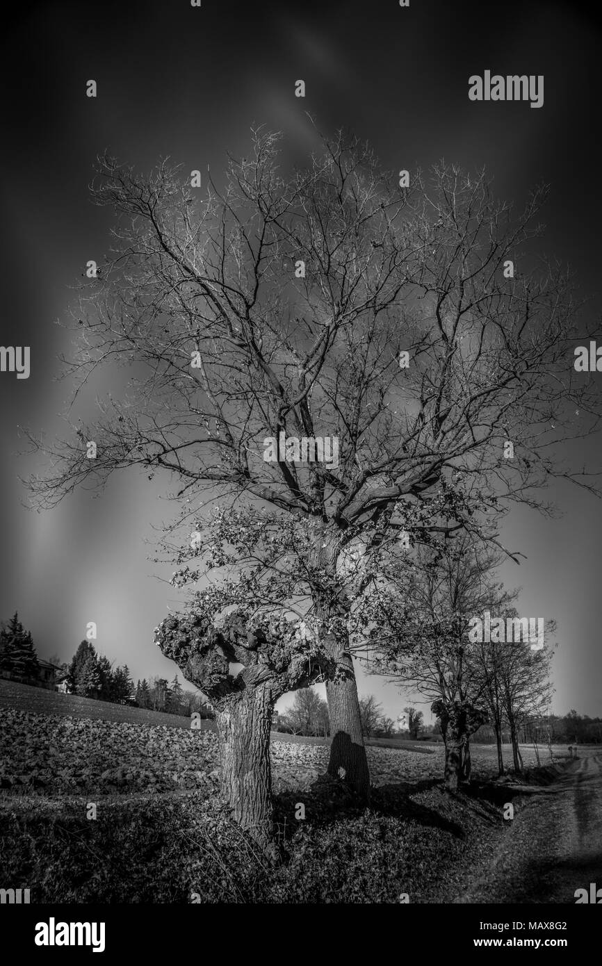 trees in the foreground, natural landscape Stock Photo