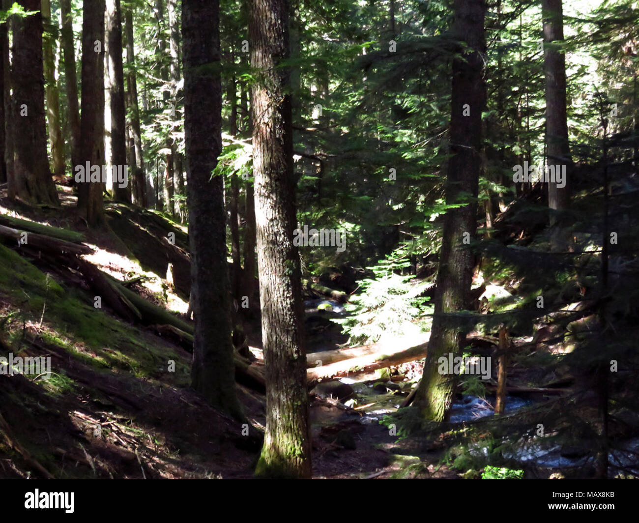 Ramona Falls Hike at Mt Hood Wilderness in Oregon Stock Photo