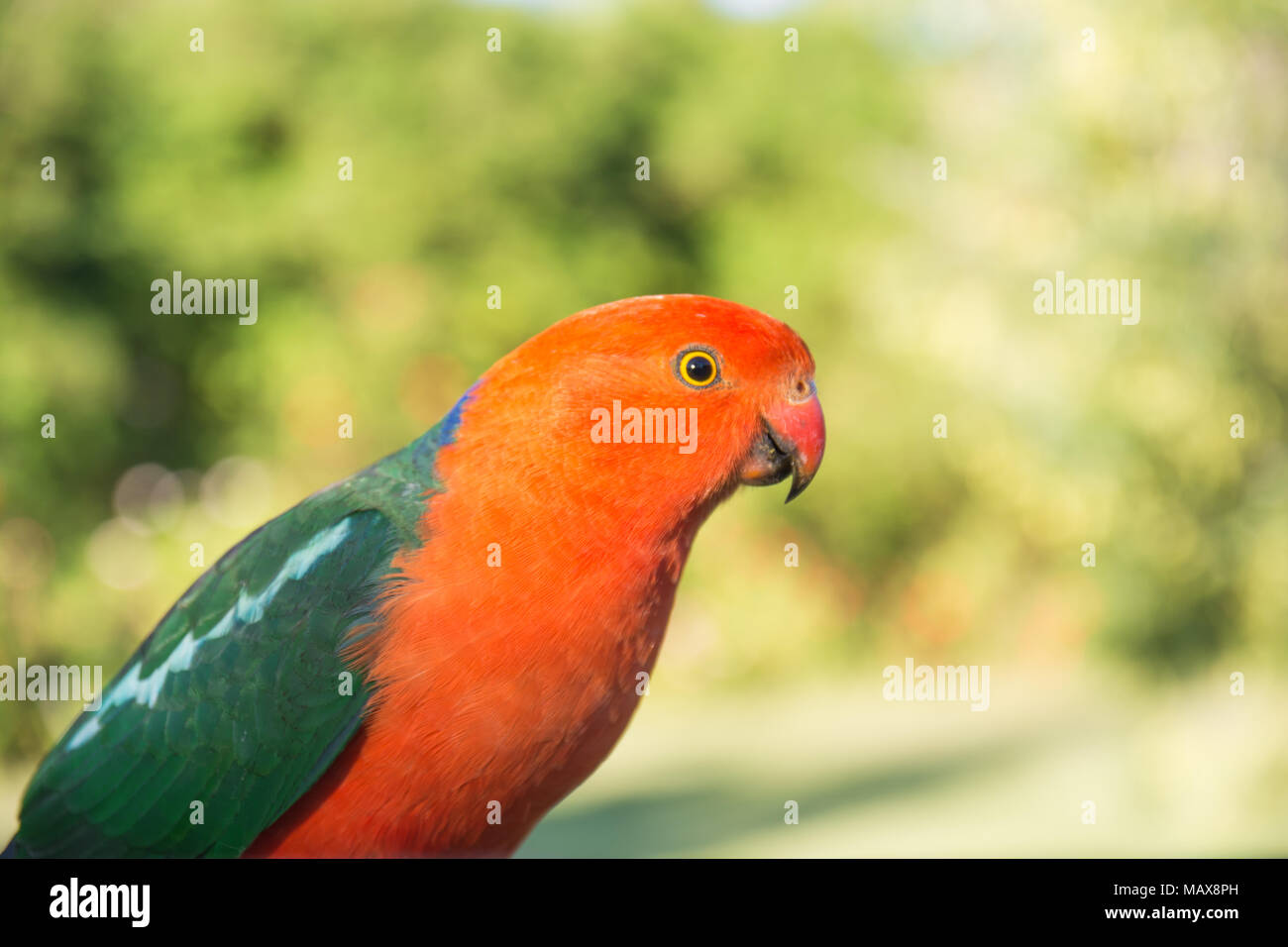 Australian Male King Parrot,alisterus scapularis Stock Photo Alamy