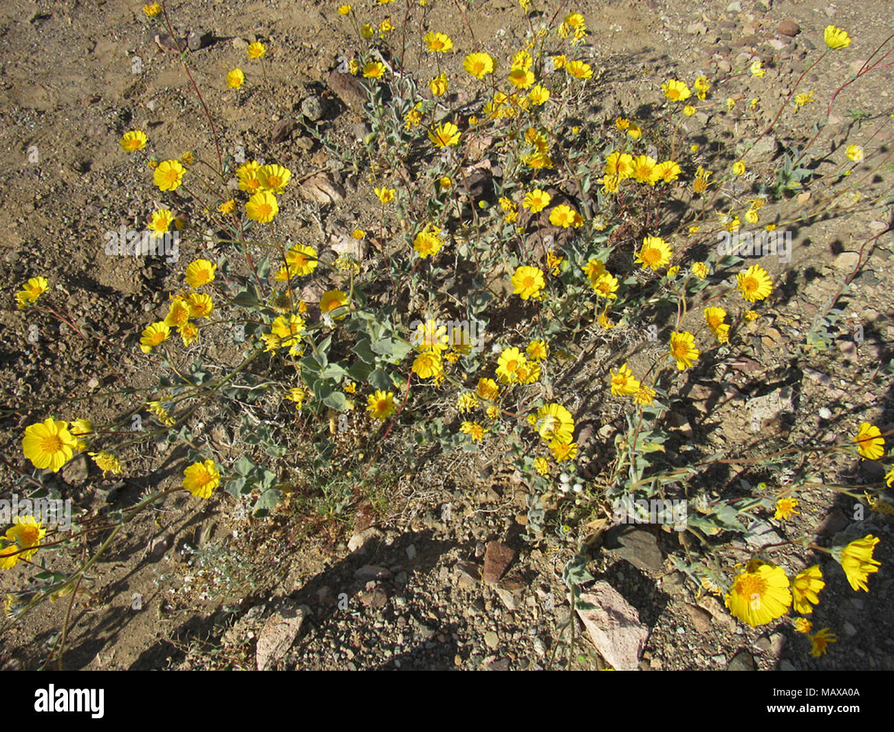Super Bloom of Wildflowers at Death Valley NP in California Stock Photo ...