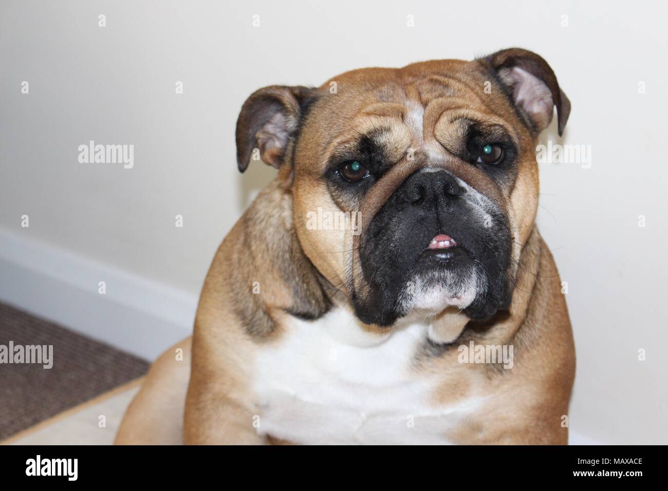 British Bulldog looking quizzically at camera Stock Photo