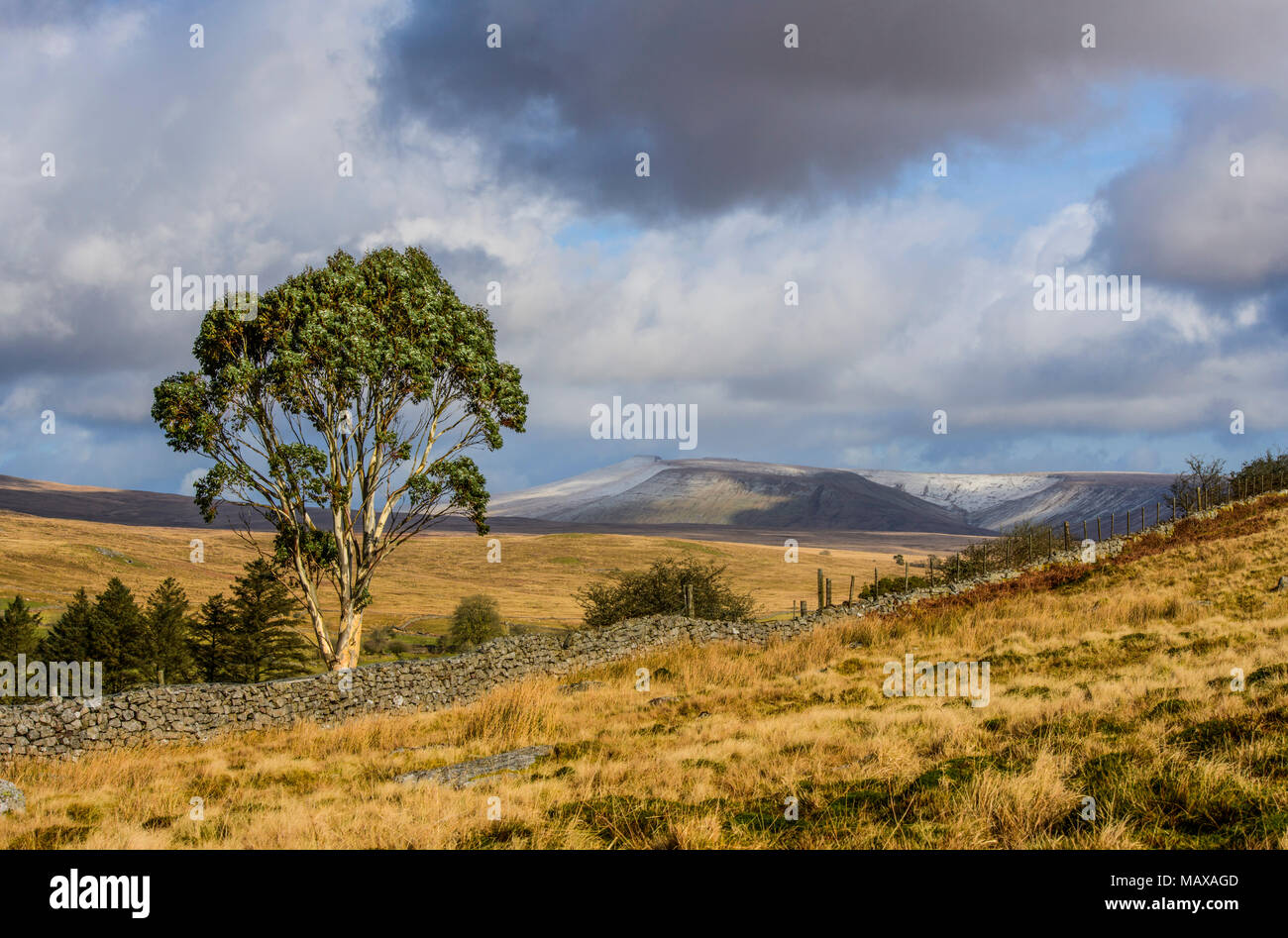 Brecon Beacons National Park with Eucalyptus Tree south Wales Stock Photo