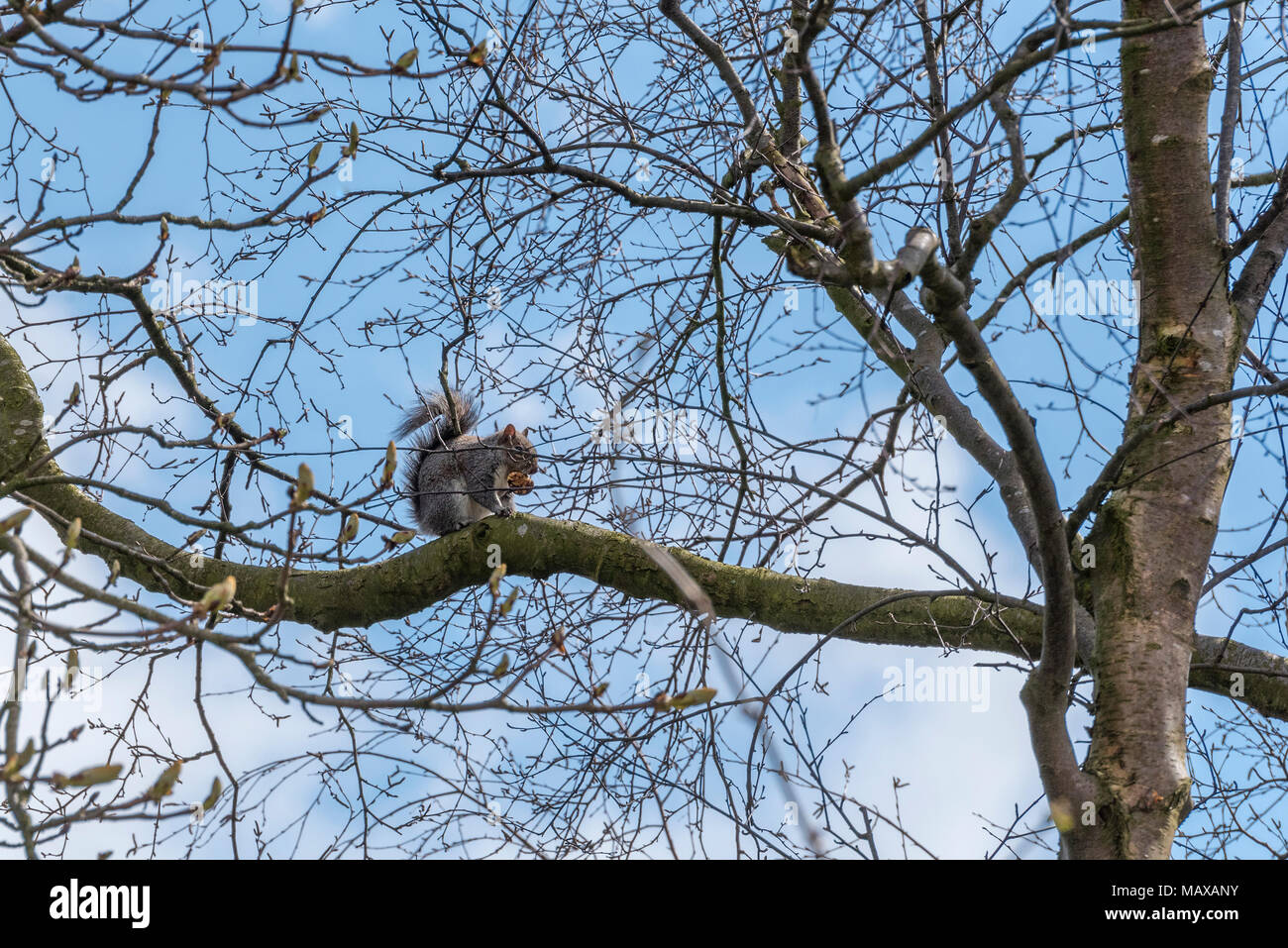 Squirrel in tree branches Stock Photo