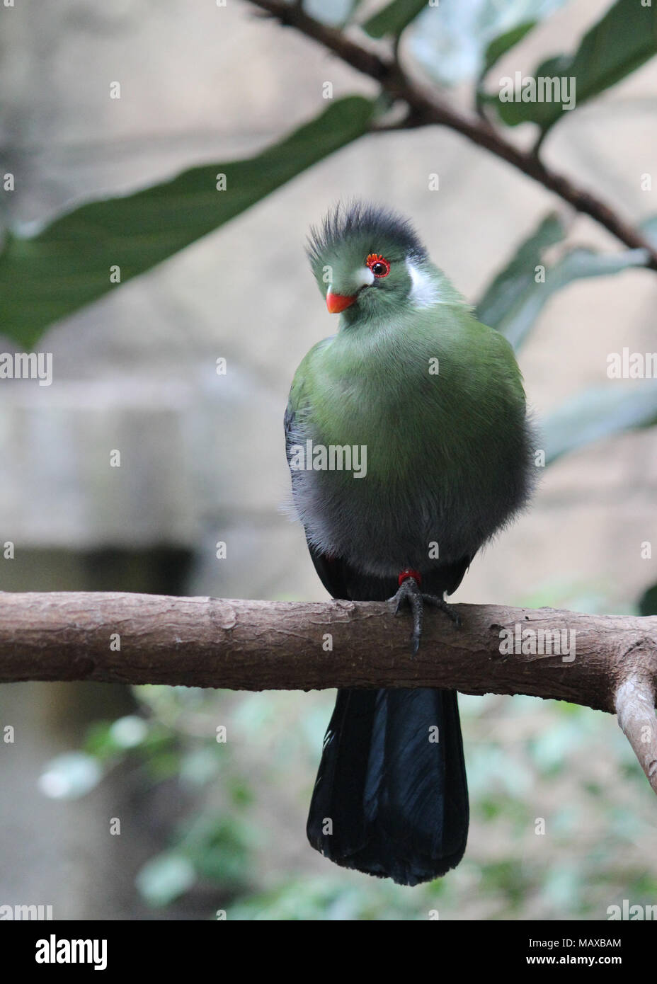 Quizzical Green Bird Stock Photo