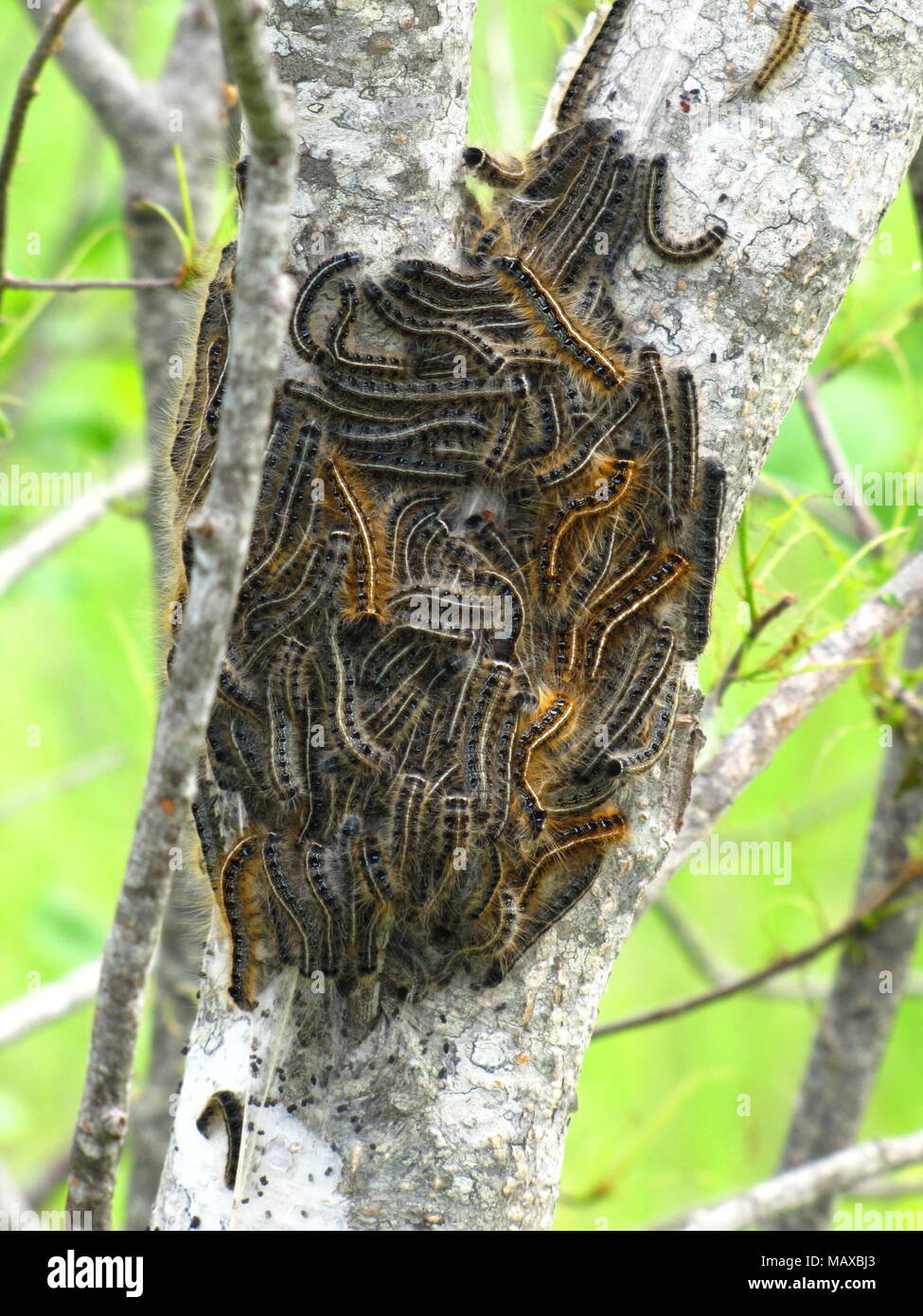 Tent caterpillars at Meaghers Grant, Nova Scotia Stock Photo Alamy