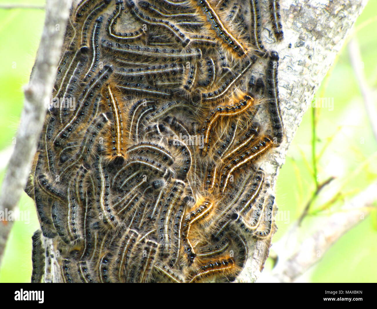 Tent caterpillars at Meaghers Grant, Nova Scotia Stock Photo Alamy