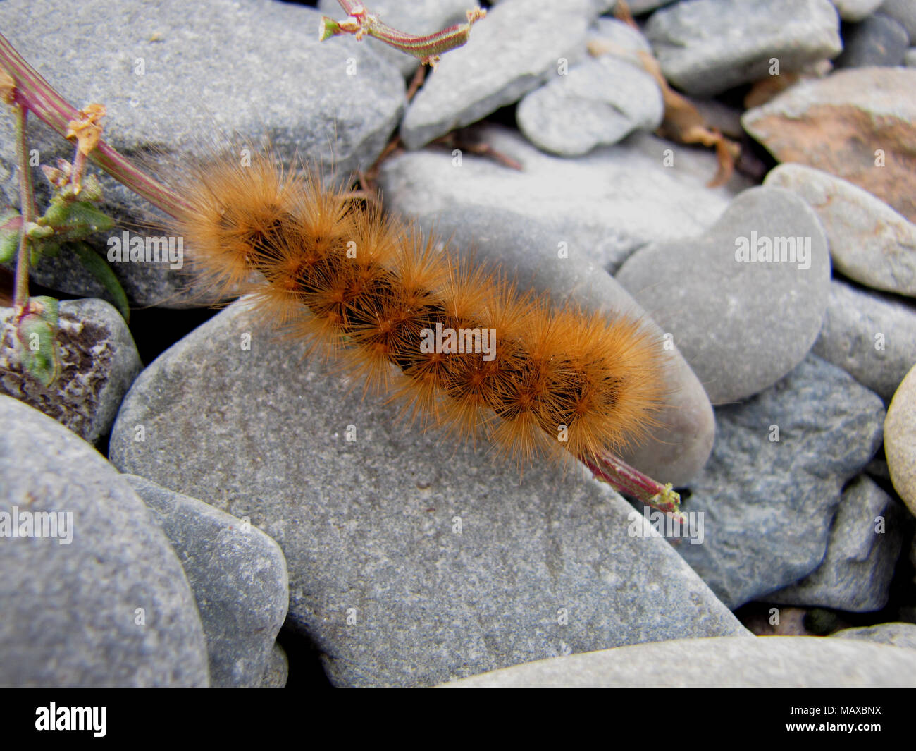 Woolly bear caterpillar canada hires stock photography and images Alamy