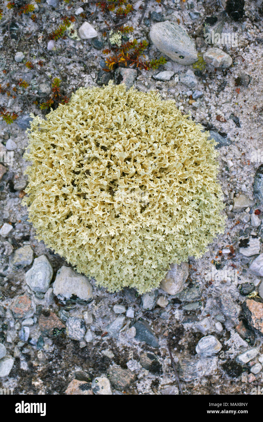 Iceland moss / Iceland lichen (Cetraria islandica / Lichen islandicus) circumpolar lichen of the arctic and mountainous regions of northern countries Stock Photo