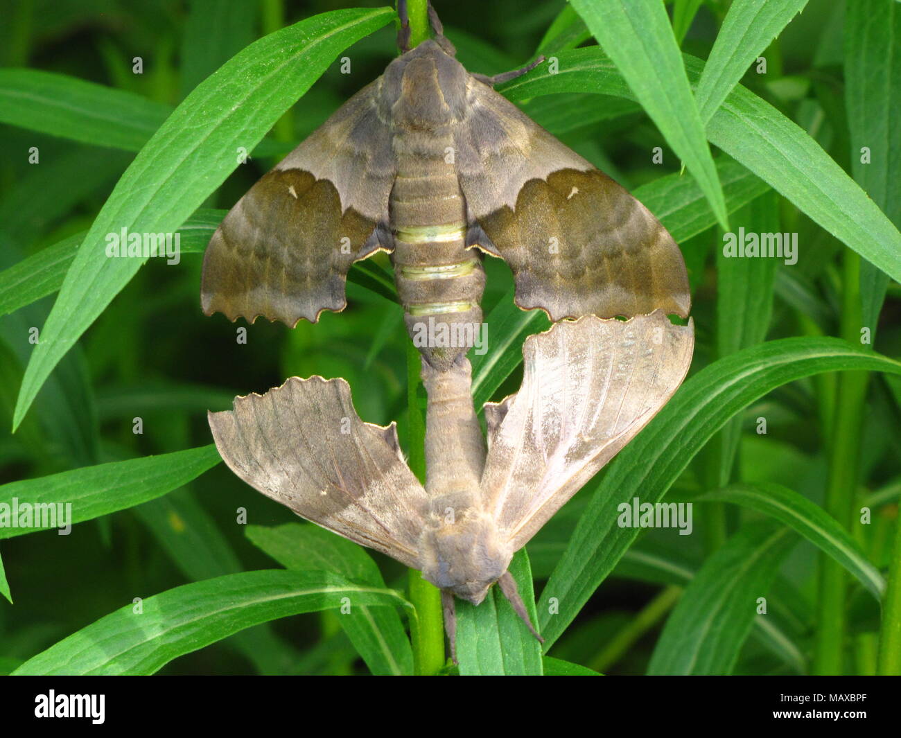 Mating moths at East Chezzetcook, Nova Scotia Stock Photo Alamy