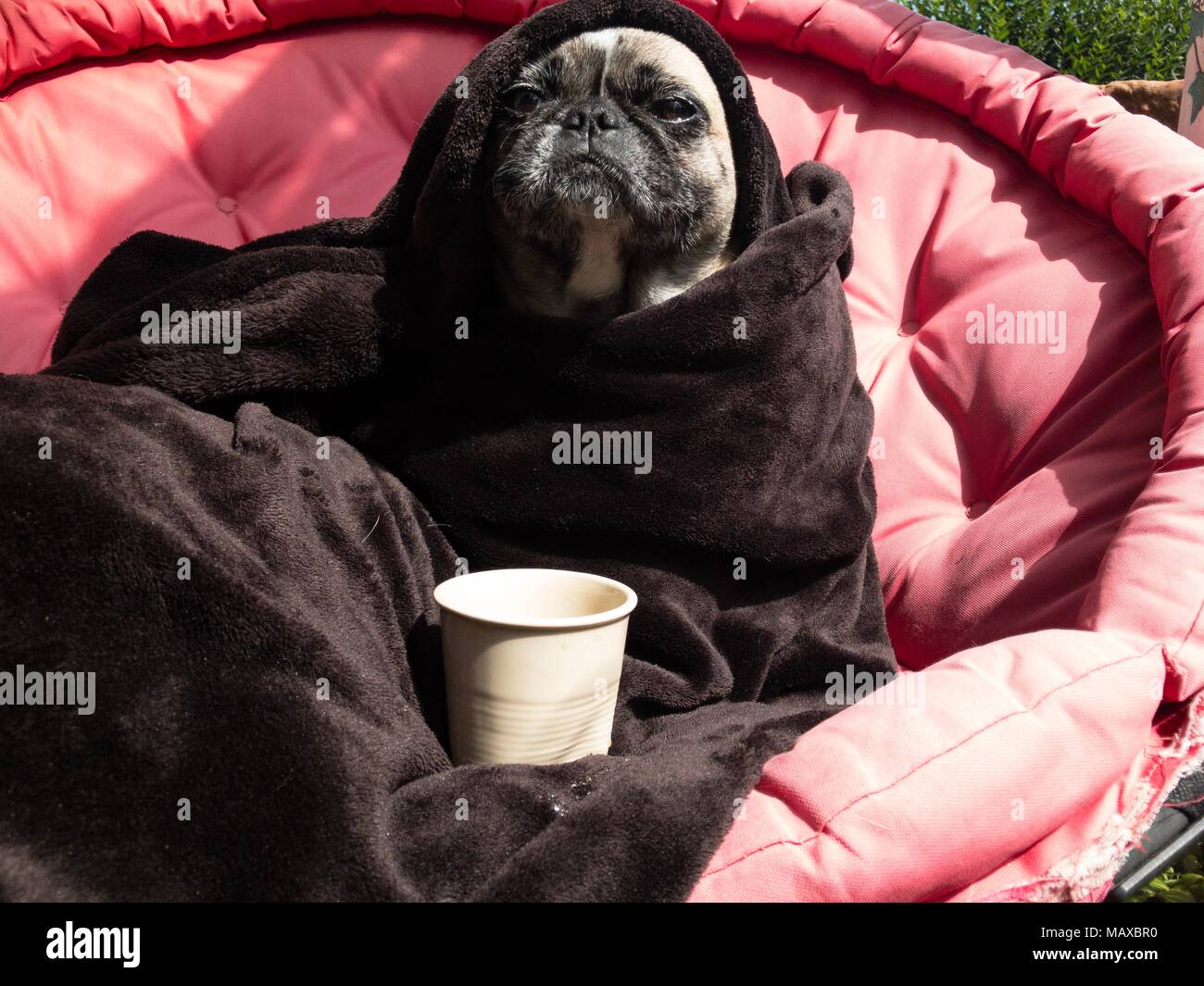 Dog (pug) sits wrapped in blanket and looks like a wise man Stock Photo