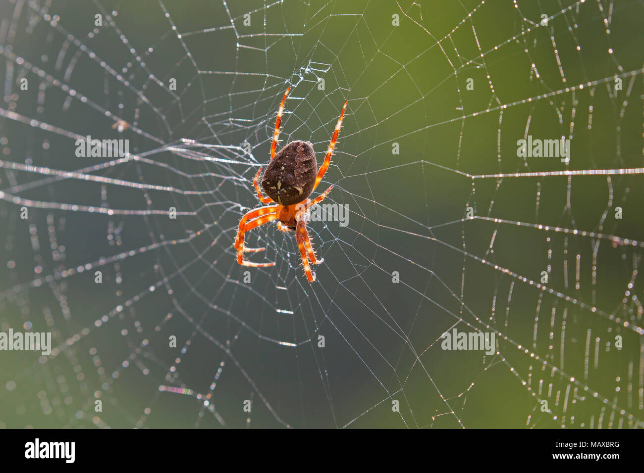 European garden spider / diadem spider / cross spider / crowned orb weaver (Araneus diadematus) in spider's web Stock Photo