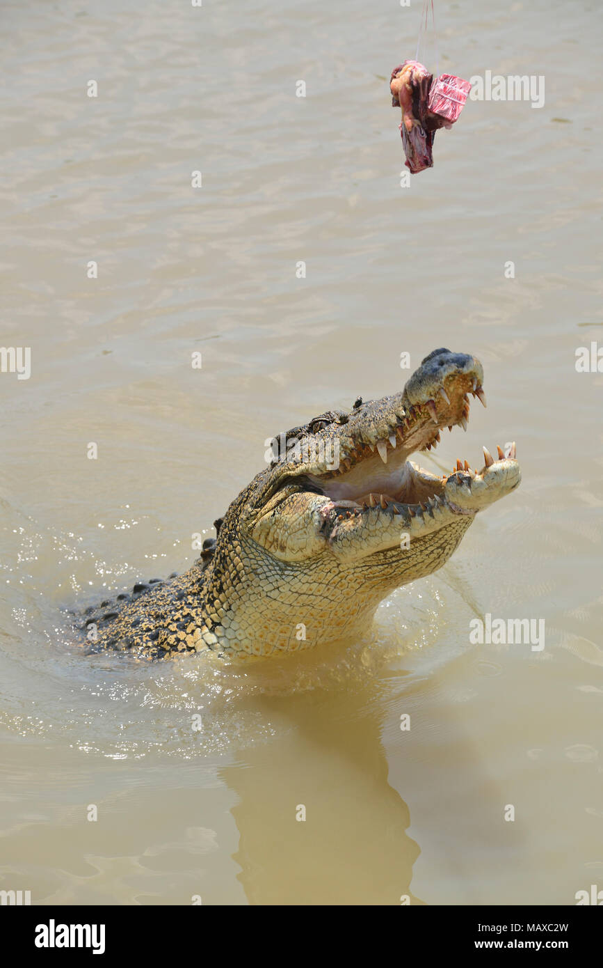 Crocodile jumping for a pork chop on the Adelaide River Jumping Crocodile  Cruise in Darwin, Northern Territory Stock Photo - Alamy