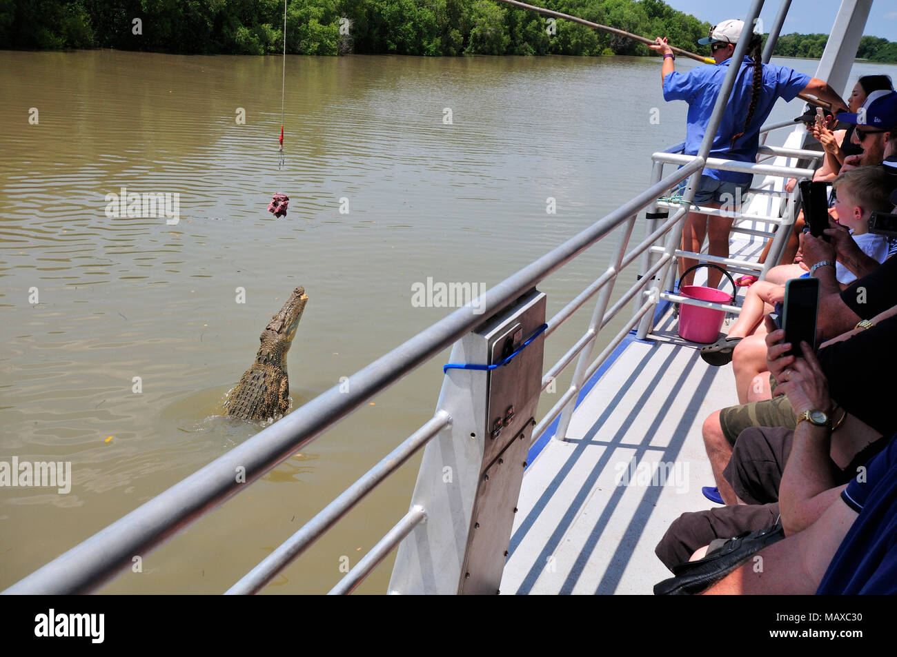 https://c8.alamy.com/comp/MAXC30/crocodile-jumping-for-buffalo-meat-taken-while-on-a-jumping-crocodile-cruise-adelaide-river-nr-darwin-top-end-northern-territory-australia-MAXC30.jpg