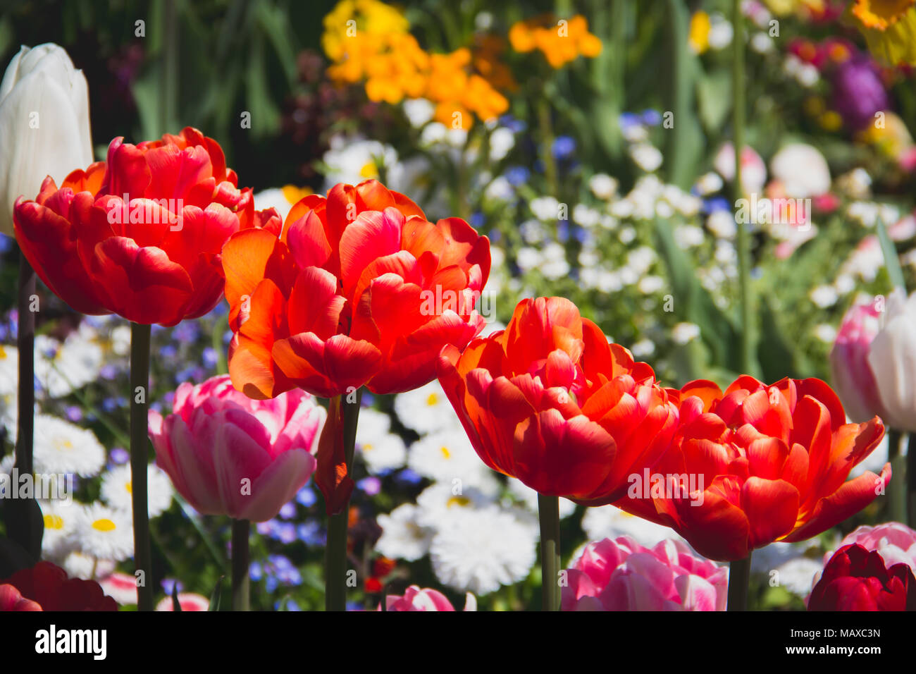 Page 3 - Uncommon Flowers High Resolution Stock Photography and Images -  Alamy