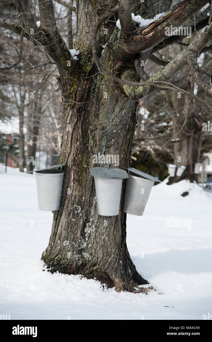 Traditional metal buckets hang from maple tree to collect sap to make maple sugar and syrup in southern Maine after snowfall. Stock Photo