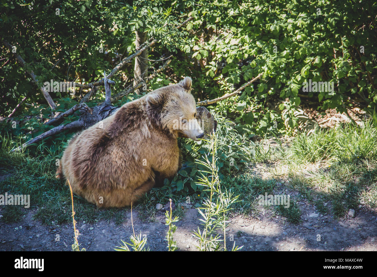 One of the city bears in Bern Switzerland Stock Photo Alamy