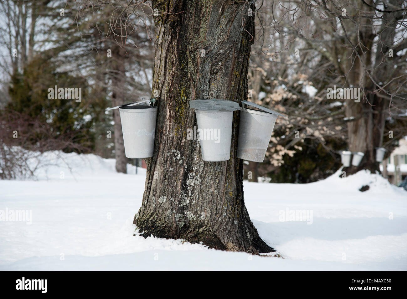 Traditional aluminum buckets collect sap from an old maple tree to be