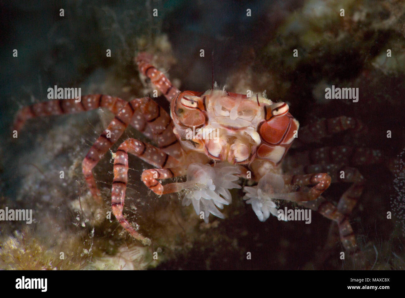Pom Pom Crab High Resolution Stock Photography And Images Alamy Pom Pom Crab High Resolution Stock Photography And Images Alamy