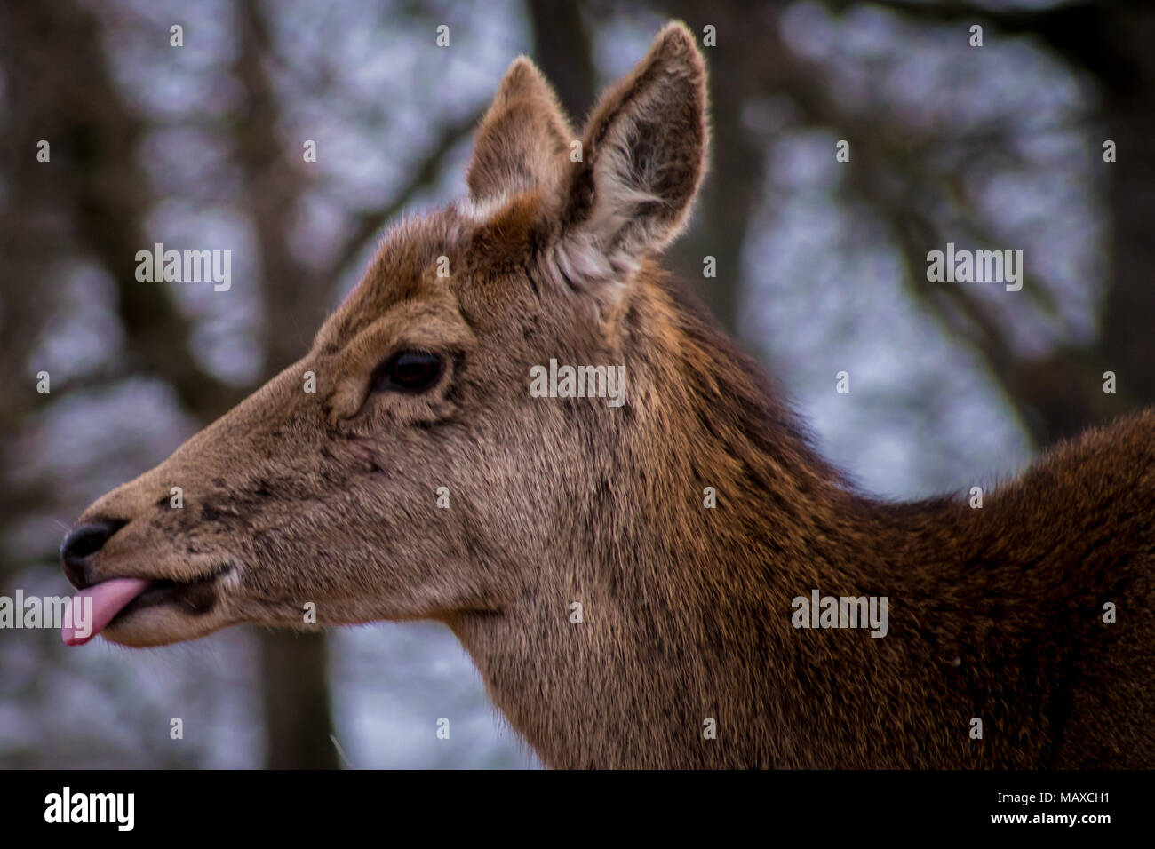 Red Deer Sticking it's Tongue Out Stock Photo Alamy