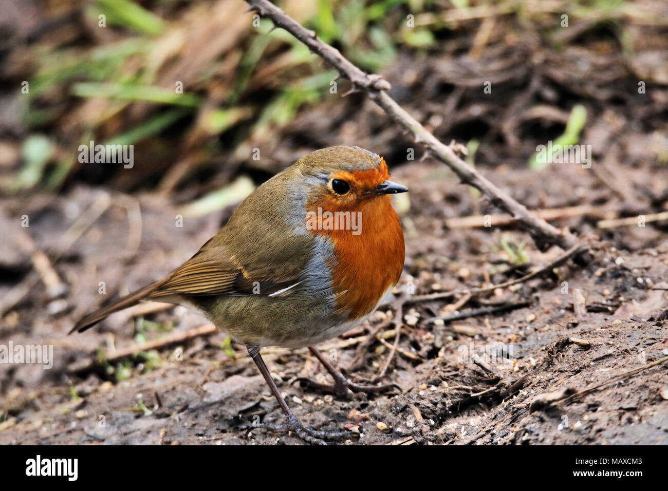 A Robin at Venus Pool Nature Reserve in Shropshire Stock Photo
