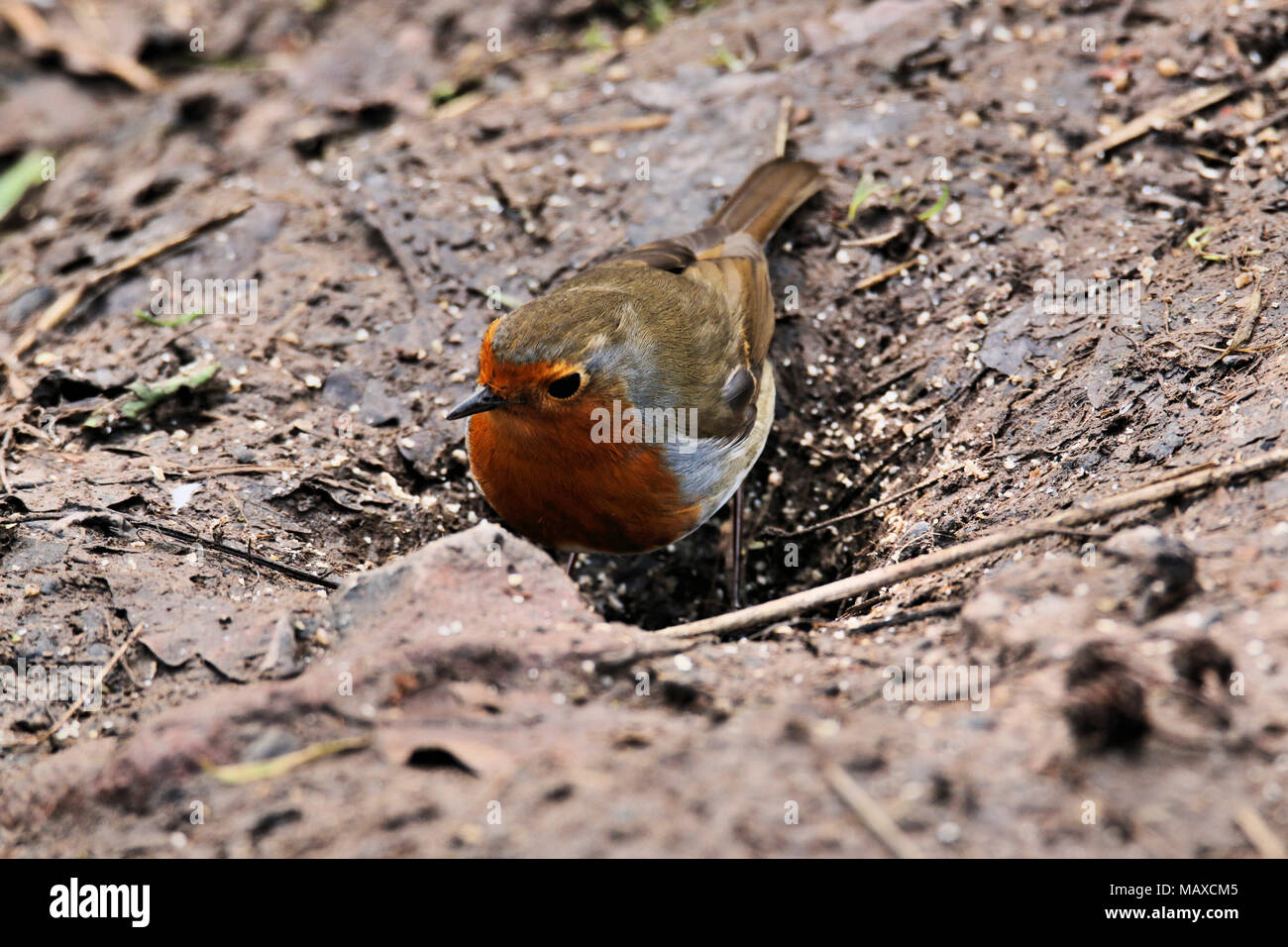 A Robin at Venus Pool Nature Reserve in Shropshire Stock Photo