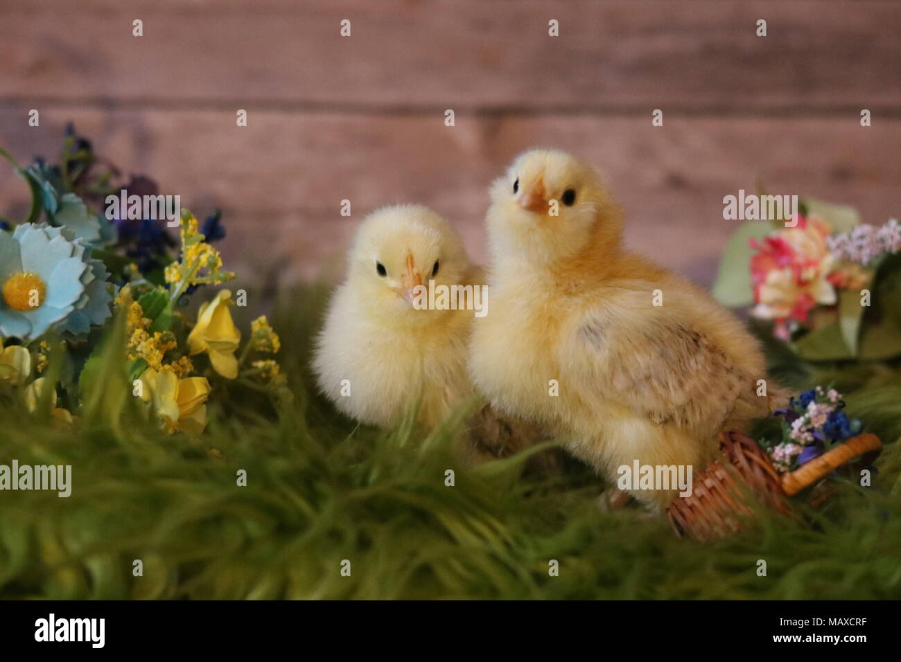 Cute Baby Chicks In Hats Stock Photo 178831059 Alamy