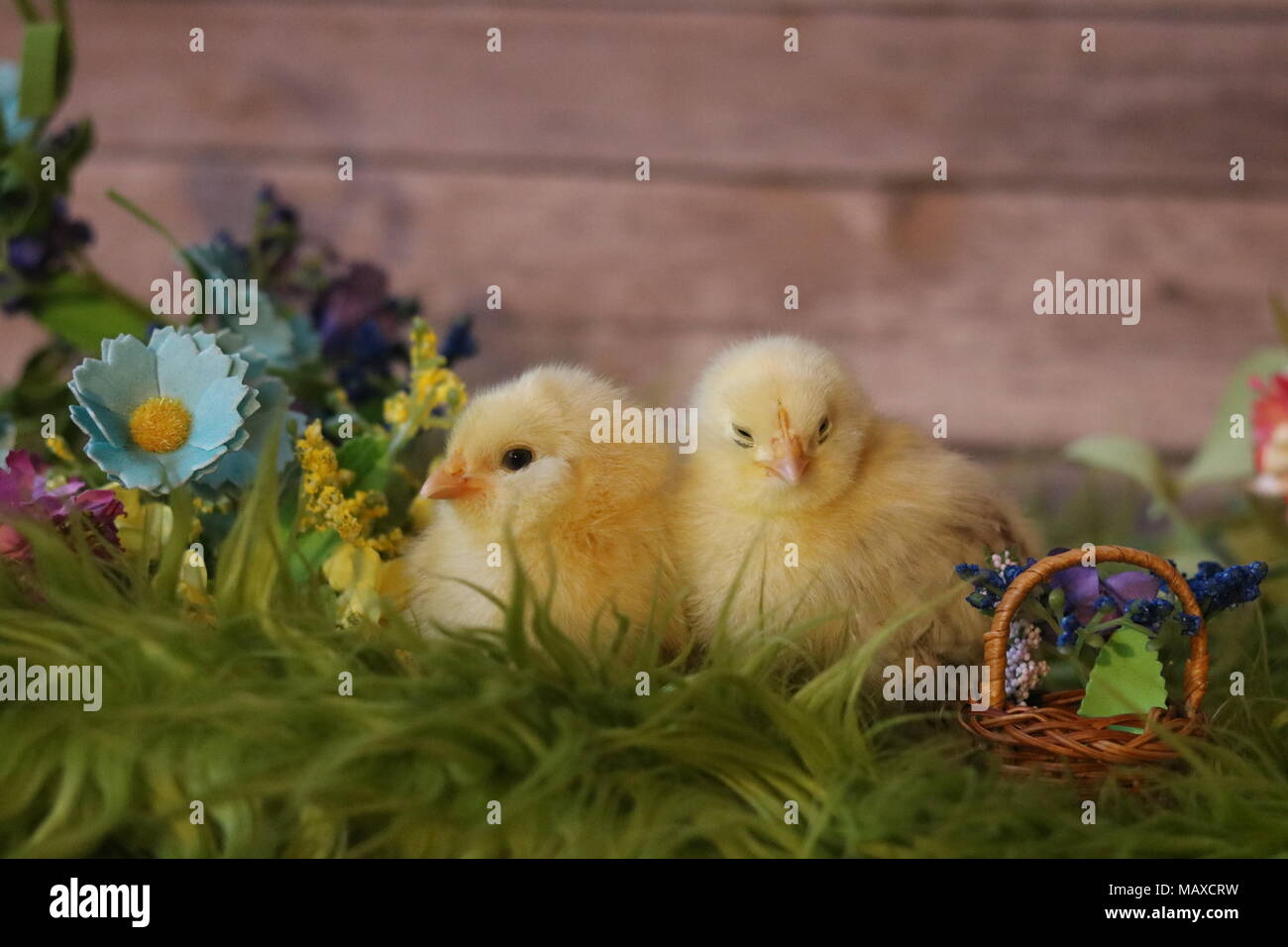 Cute Baby Chicks In Hats Stock Photo 178831069 Alamy
