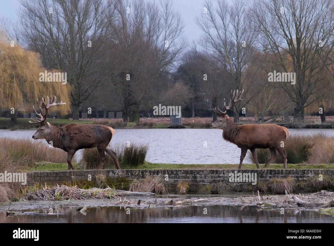 Red Deer crossing Bridge Stock Photo Alamy