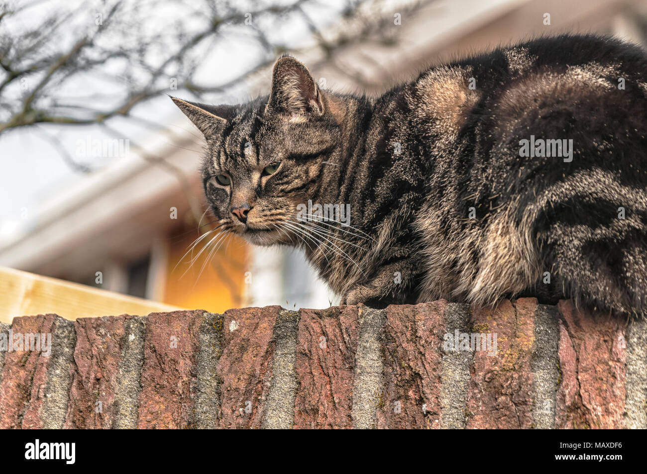 a cat sits on a stone wall before staring out Stock Photo - Alamy