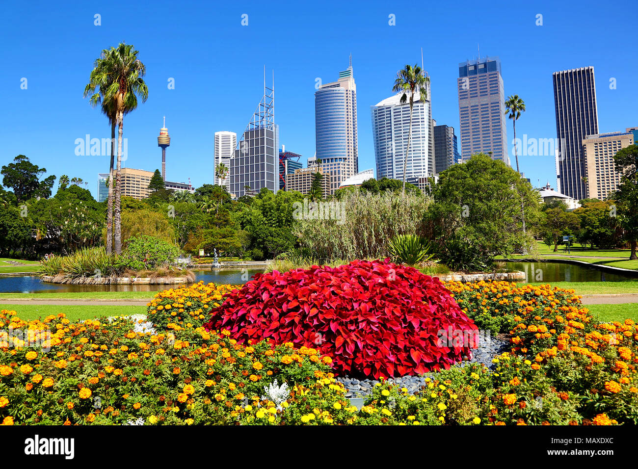 Sydney city skyline and CBD and the Royal Botanic Gardens, Sydney, New South Wales, Australia Stock Photo