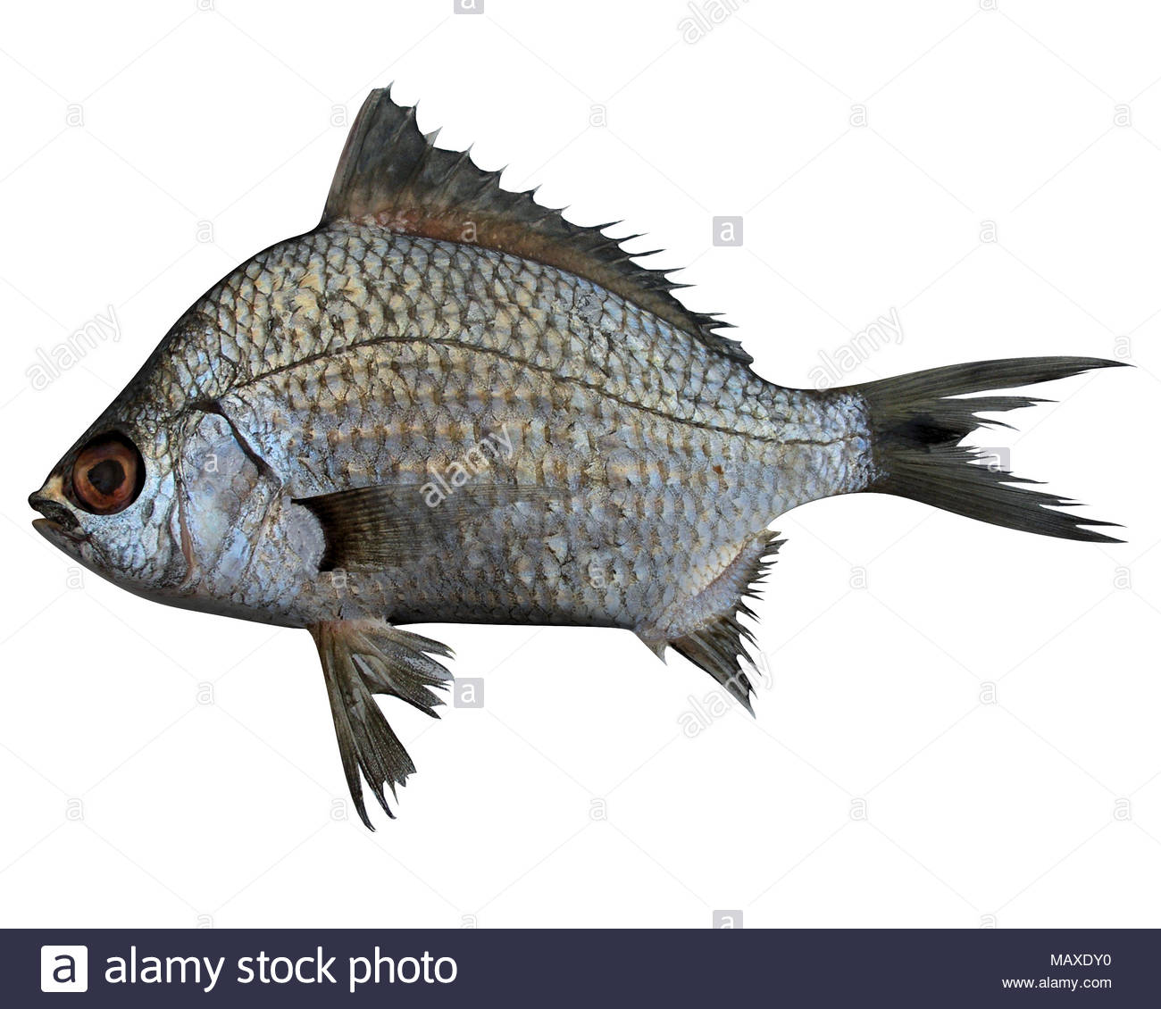 My Image 25