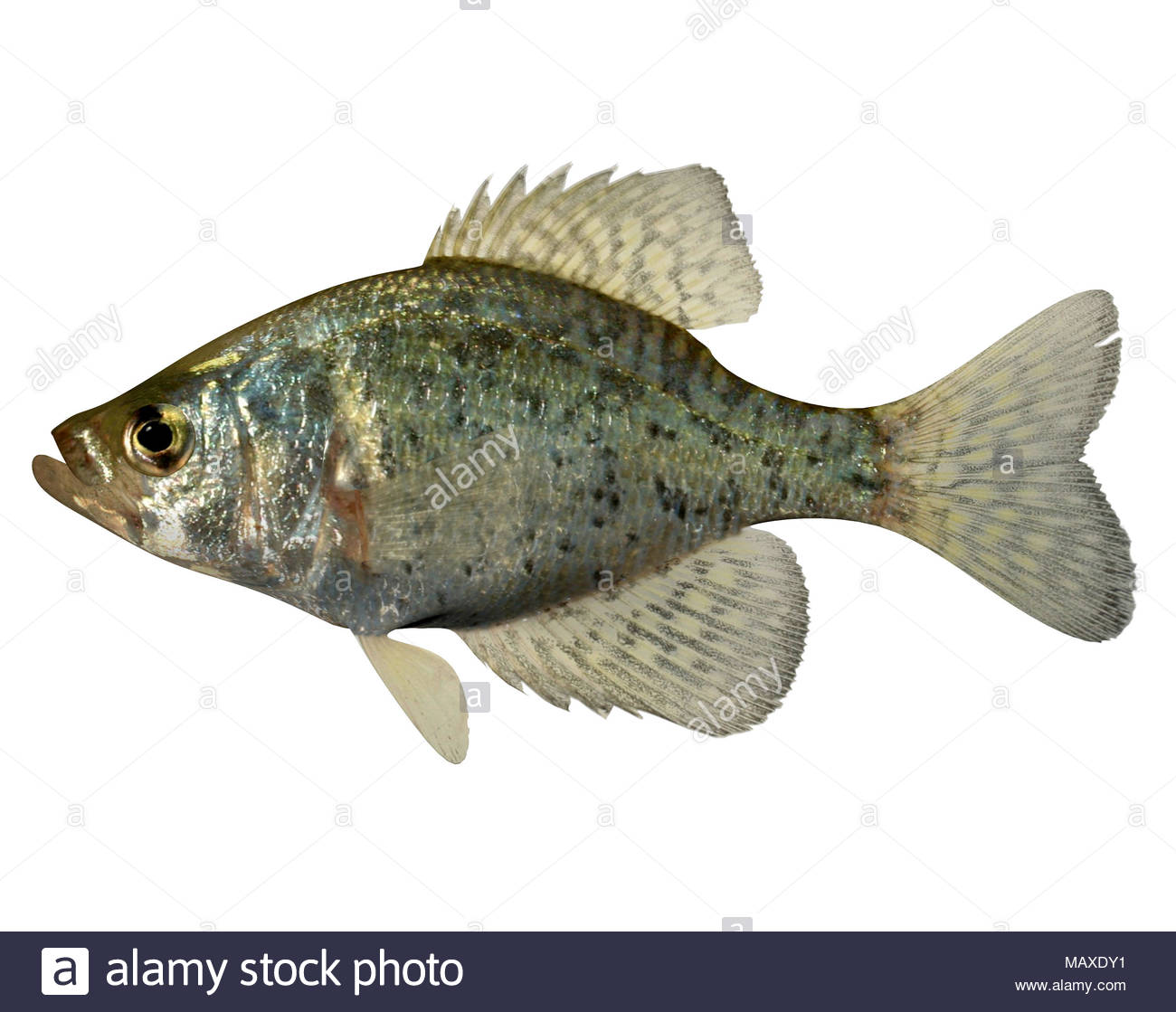 Pescado crappie Clearance