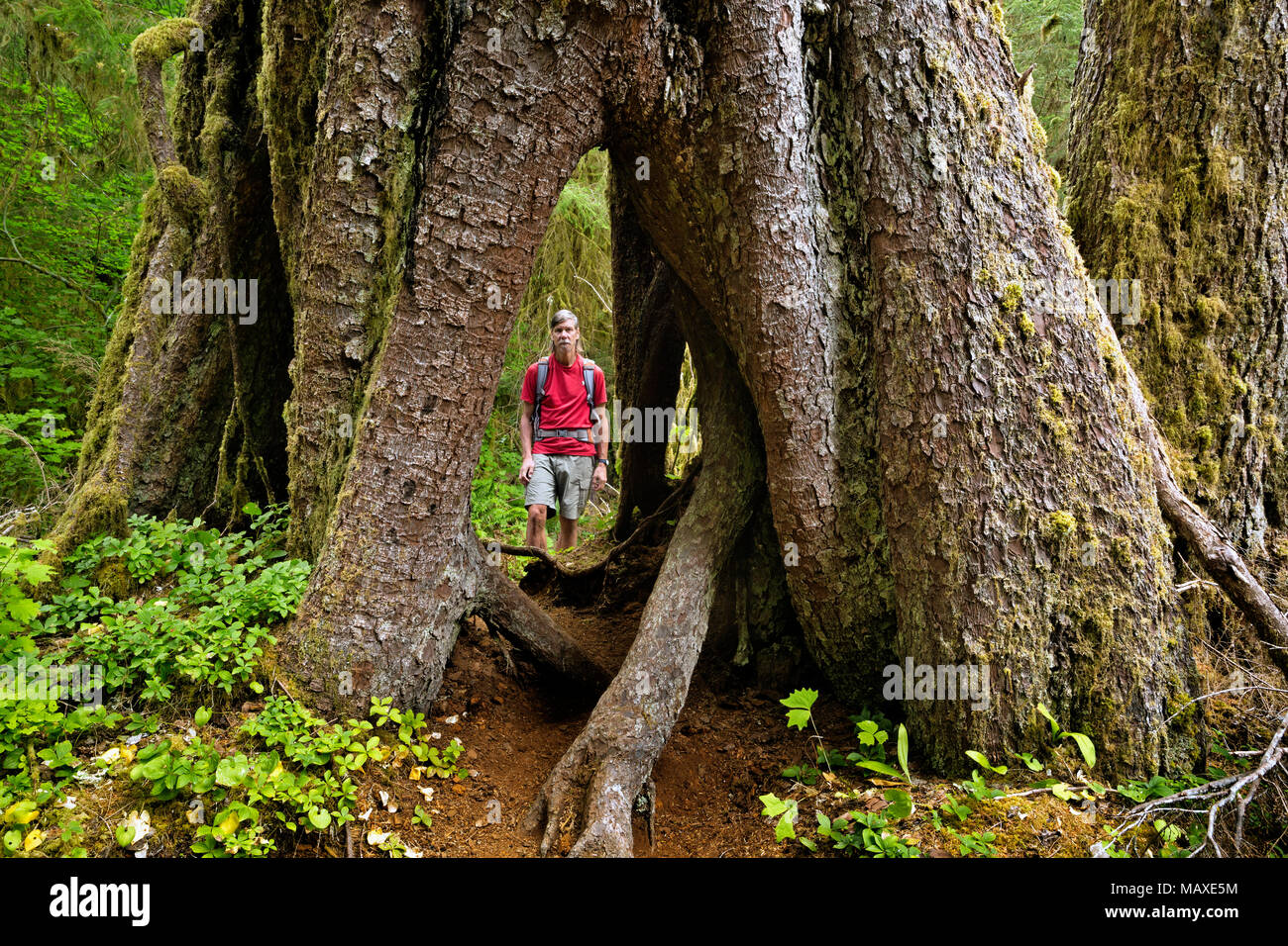 Temperate fore hi-res stock photography and images - Alamy