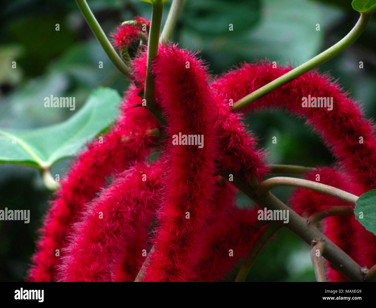 Acalypha hispida or chenille plant Stock Photo Alamy