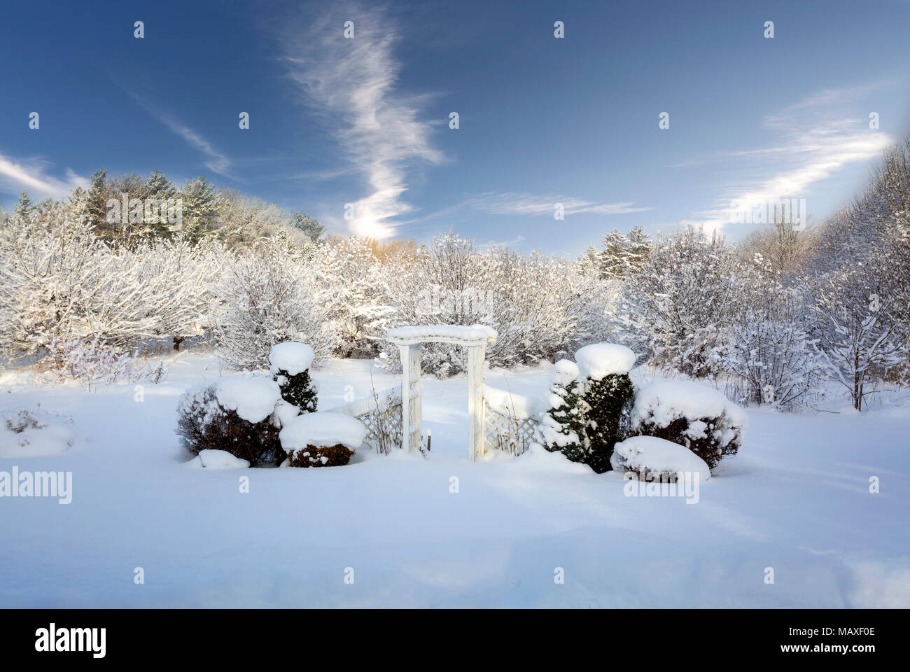snow covered trees, Canada, Ontario, Meaford Stock Photo