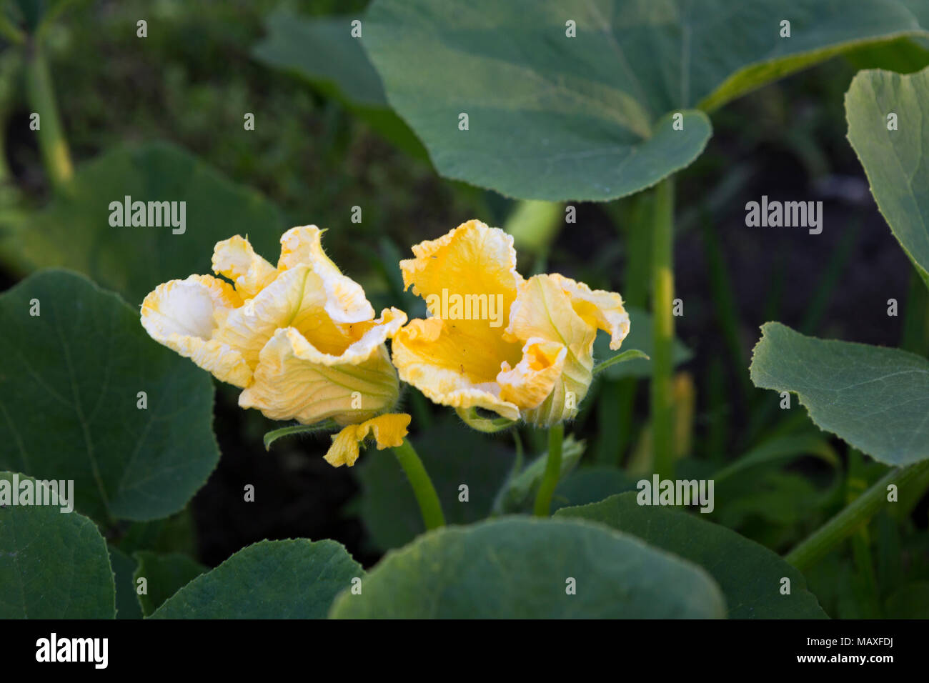 Blooming courgette plants close up Stock Photo