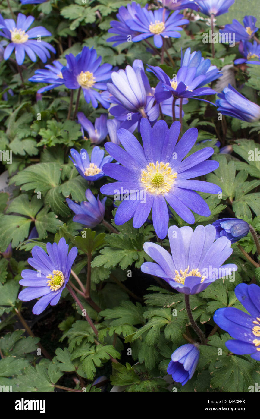 Anemone blanda 'Blue' in flower early Spring. Clump forming spreading perennial. Ideal for naturalizing in Woodland, Rock gardens. Stock Photo